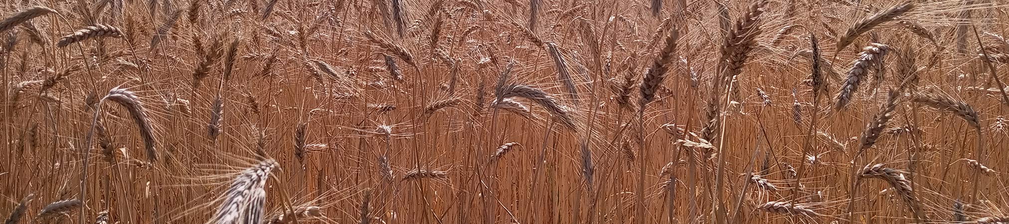 Champs de blé d'été en Creuse