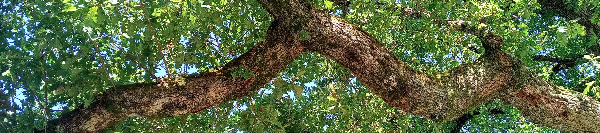 Chêne, l'arbre sacré de la Creuse
